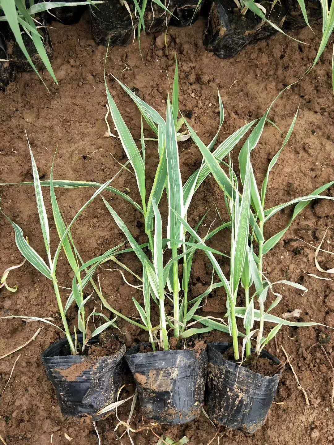 薰衣草 山東青州薰衣草 薰衣草小苗出售廠家