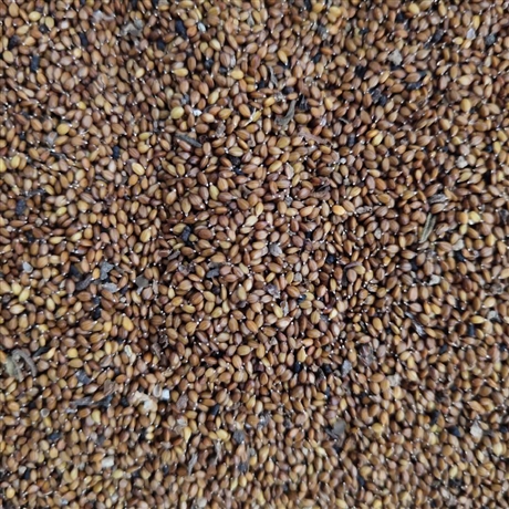 夏枯草种子种植产品包回收夏枯草