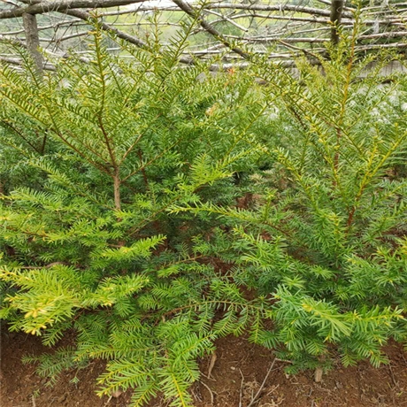 1至5米高冷杉树苗 增利苗圃 冷杉树苗基地 园林树种