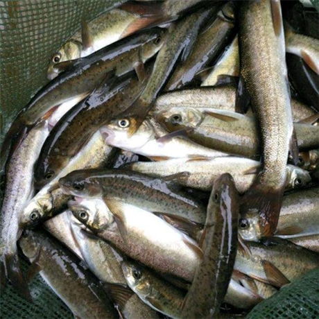 雅鱼苗宜宾细鳞鱼细鳞鱼批发