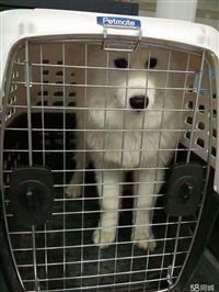 台州发到邵东直达客车