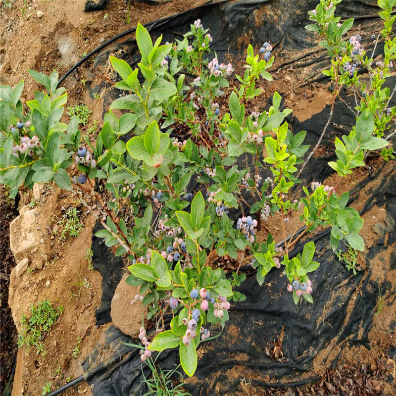 绿宝石蓝莓苗香甜可口山西蓝莓树苗个大浓甜