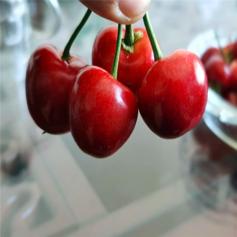 桑德拉玫瑰樱桃苗批发美早樱桃树苗丰产个大