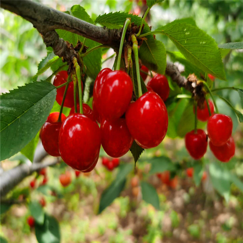 云南樱桃苗批发俄罗斯8号樱桃苗繁育基地