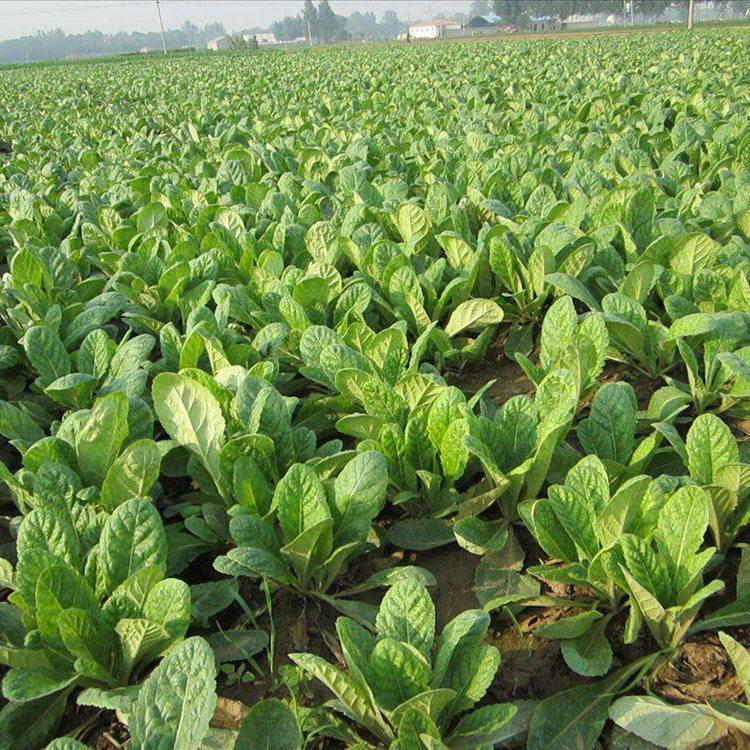 精选生地苗筛选生地苗种子批发