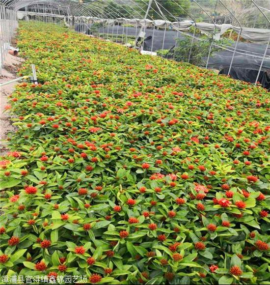 龙船花价格 龙船花小苗 承接绿化工程成活率高