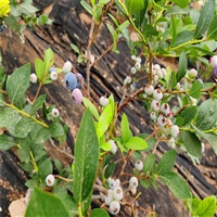 基地批发布里吉塔蓝莓苗，灿烂蓝莓树苗盆装成活率高