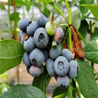 基地批发泰安5分枝蓝莓苗，早熟蓝莓树苗营养钵成活率高