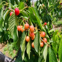 早红宝石樱桃苗酸甜可口 嫁接樱桃苗批发基地