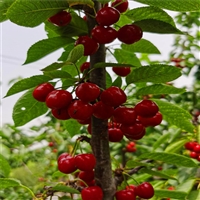 四川玛瑙红樱桃苗咨询 美早樱桃苗栽种方法