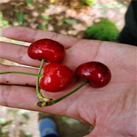 早大果樱桃树苗自产自销 玛瑙红樱桃苗育苗基地