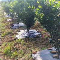 农业种植防草布 果园防草布 大棚防草布 