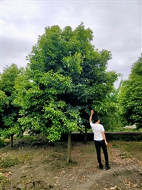 四川成都天竺桂基地 天竺桂苗木报价  绿化工程苗木天竺桂