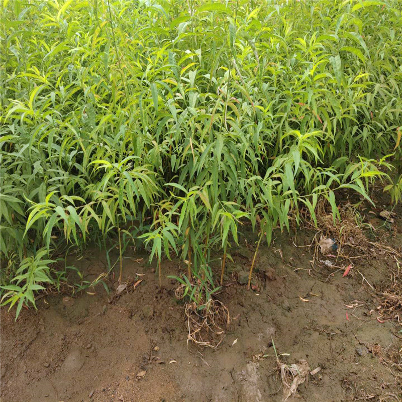 黄金脆桃树苗早熟桃树苗口感甜