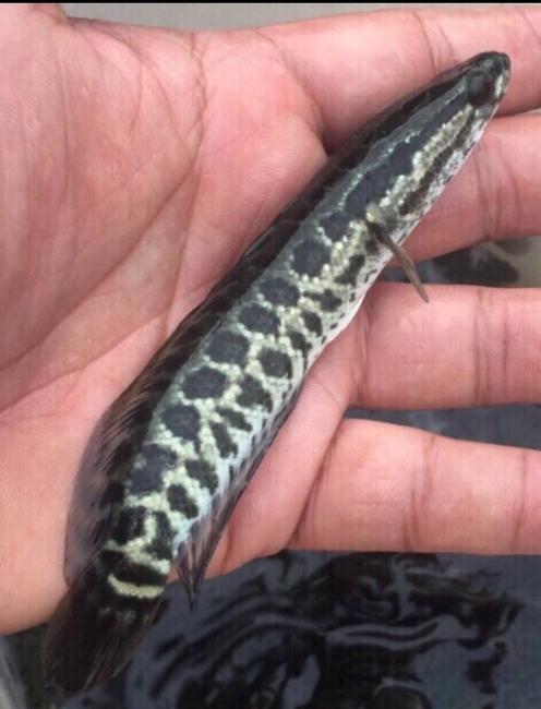 安徽黑鱼苗哪里有