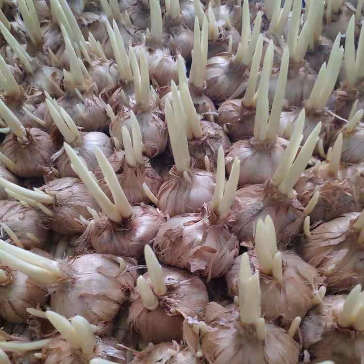 西红花苗产地批发种植指导签回收合同