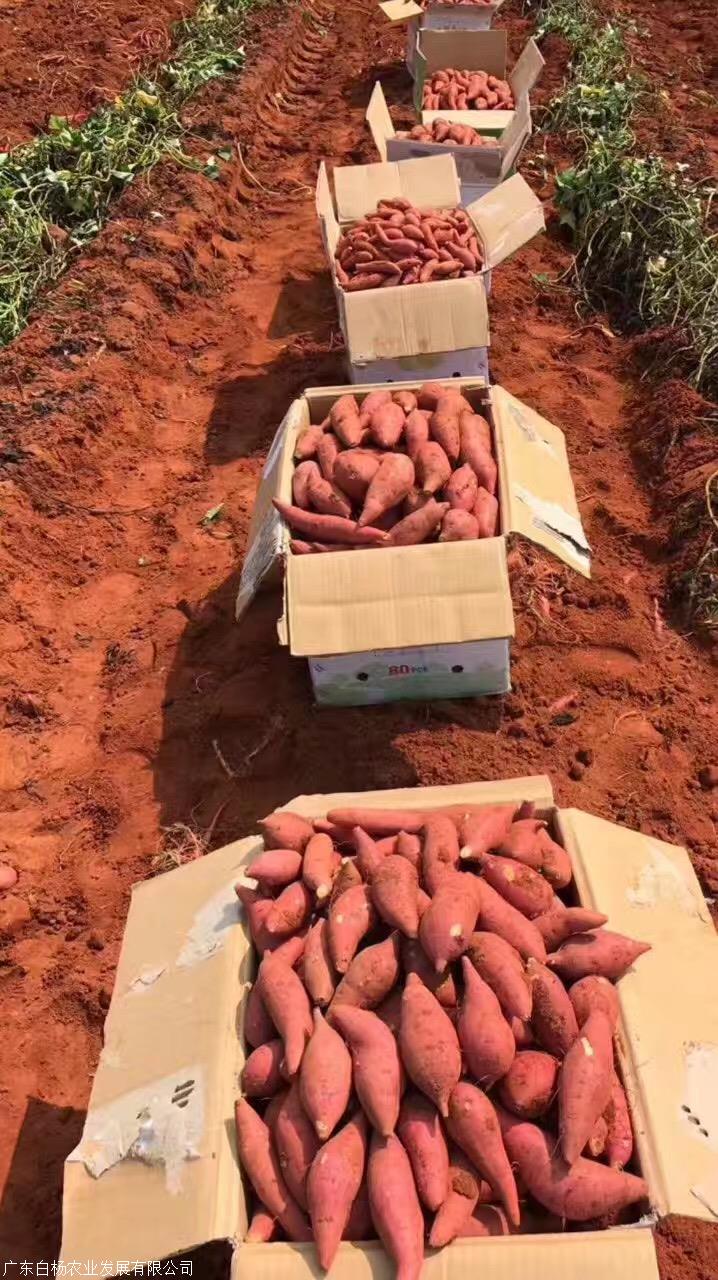 2020年7月广东湛江西瓜红红薯 大量现货混装通货 整车批发8吨起