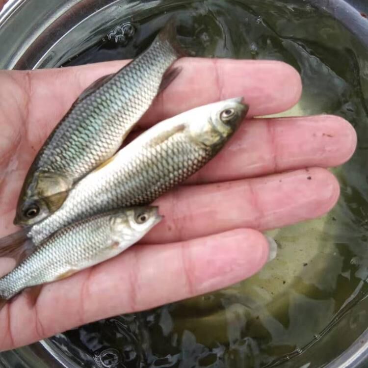 草鱼苗供应茂名草鱼苗批发鲩鱼苗养殖基地豪情鱼苗