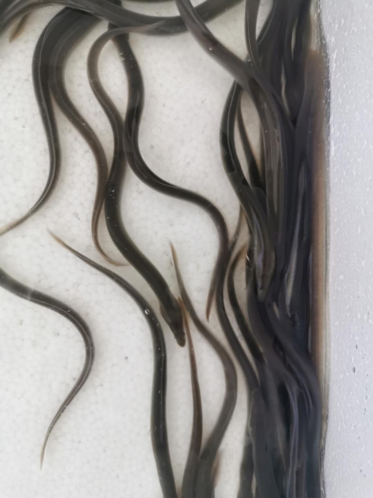 种苗鳗鱼鱼苗出售白鳝苗鳗鲡苗日本鳗鱼苗品种齐全