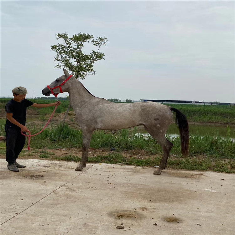 半血马价格 河北周边马匹出售肉马驹出售 矮马养殖回收