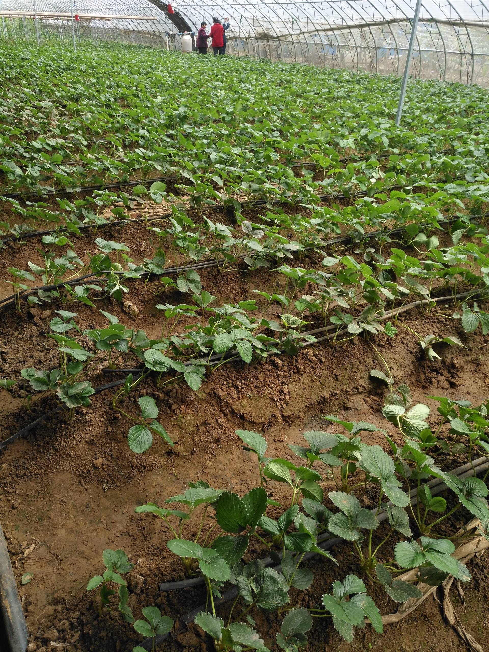 批发桃熏草莓苗优质草莓树南北方种植草莓苗小白草莓苗