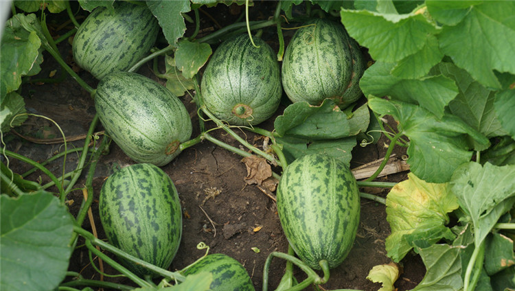 景路麻瓜一号绿肉甜瓜种子批发供应