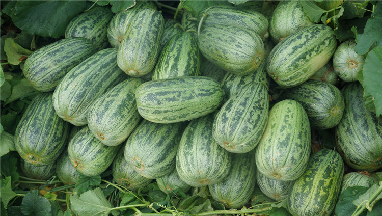 景路麻瓜一号绿肉甜瓜种子批发供应