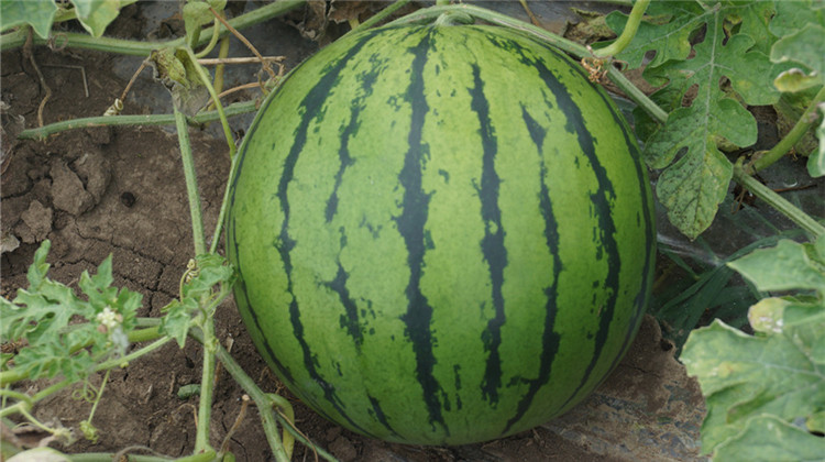 景路新星圆西瓜种子,厂家批发