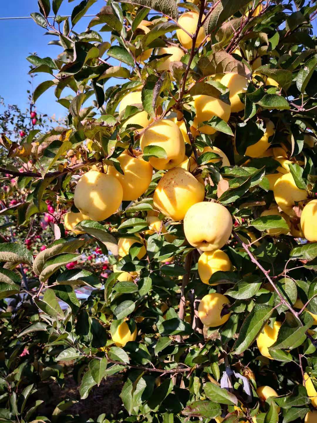 维纳斯黄金苹果苗现货供应 维纳斯黄金苹果苗基地报价