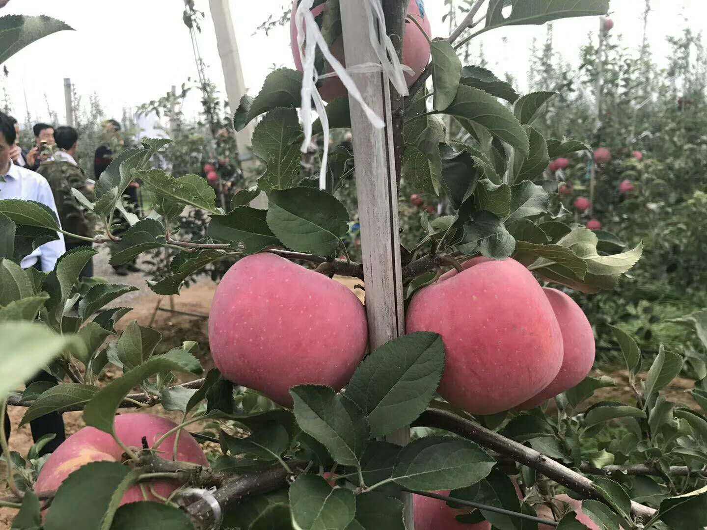 基地直售烟富8号苹果 矮化烟富8号苹果苗