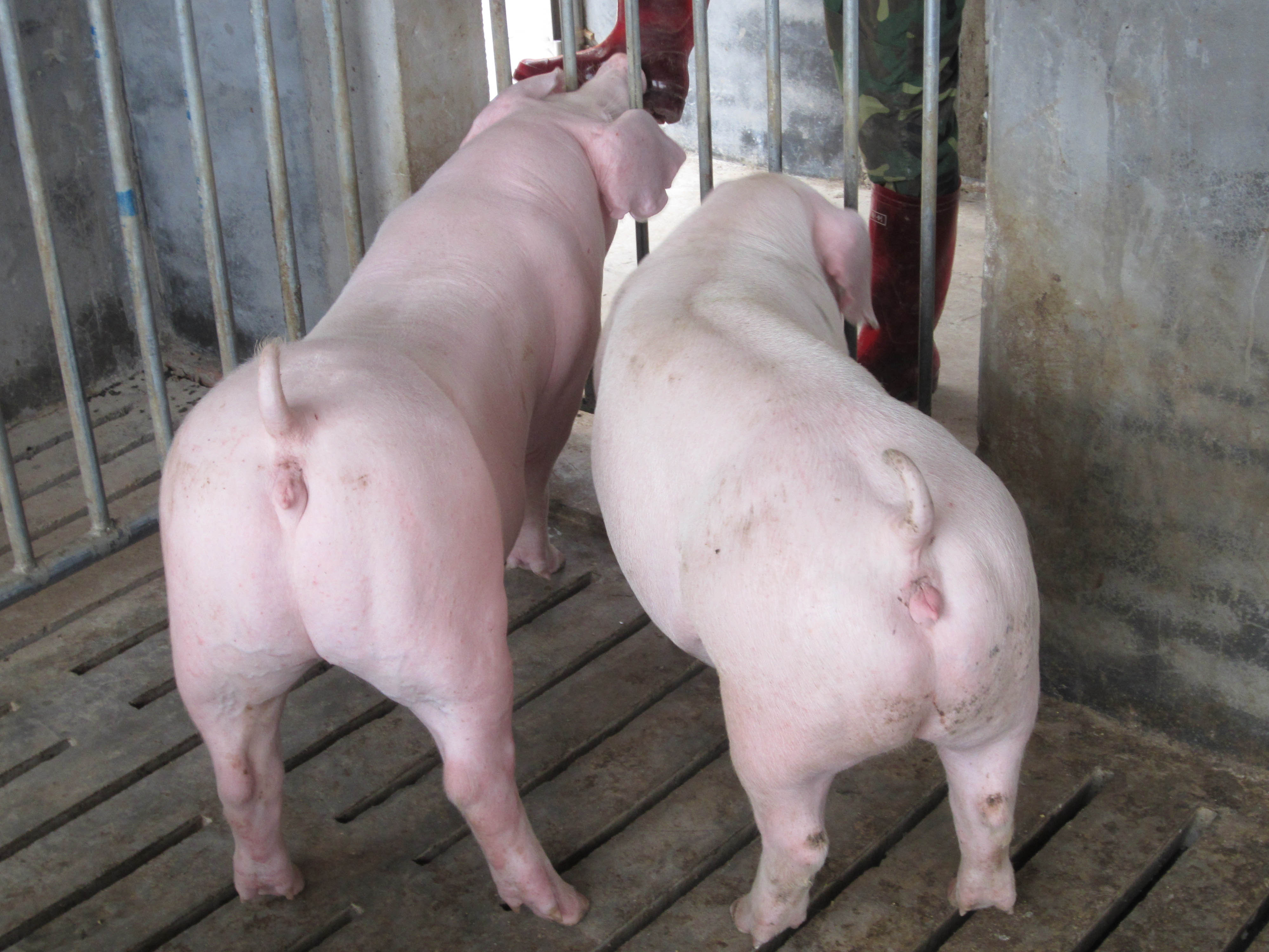常德市杜洛克种猪厂家