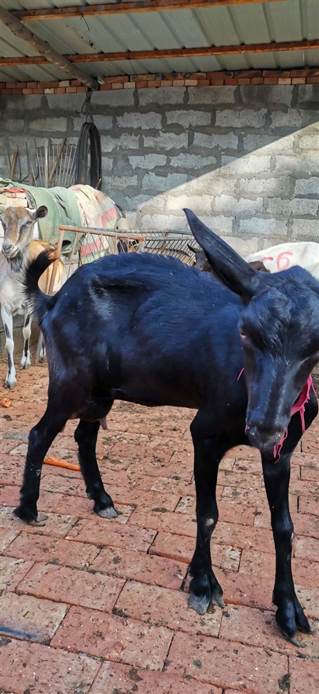 吐根堡奶山羊吐根堡奶山羊价格