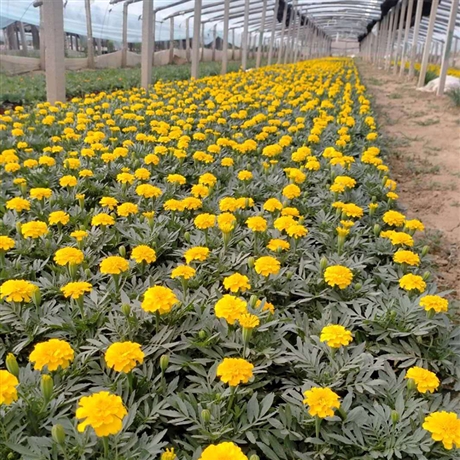 首頁 農業 花卉種子種苗 花卉種子種苗 重慶鬱金香小苗基地直銷 山東