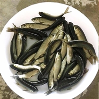 广东水产种苗草鱼苗 草鲩鱼苗繁殖场 赤目金草鱼苗