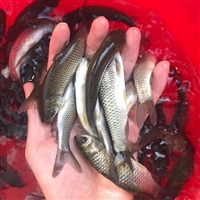 漂亮淡水草鱼苗出售 鲜活草鲩鱼苗养殖场 
