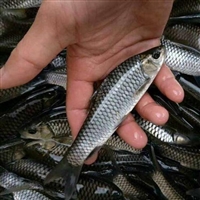 广州活体草鱼苗 草鱼鱼苗 草鲩鱼苗供应繁殖场 豪情水产