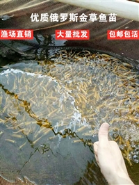 广东抗病毒金草鱼苗 产地 纯种赤目金草鱼苗供应 红眼草鱼养殖