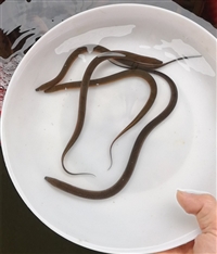 淡水鳝鱼苗黄鳝苗 孟加拉苗 黄鳝鱼苗供应，