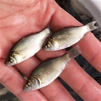 淡水放生鲫鱼水花鲫鱼苗 活泼小鲫鱼苗放养 健康无病