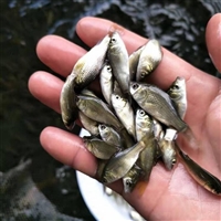 杂交淡水鲫鱼苗 黄金鲫鱼苗 鲜活发货 抗病力强