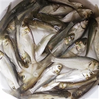 淡水养殖花白鲢鱼苗 鳊鱼苗 缩骨花鲢鱼苗 名优金大头鱼苗出售 全国发货