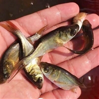 鲢鱼苗 淡水鲢鱼苗人工繁殖技术 白鲢鱼苗 鲢鱼鱼苗，