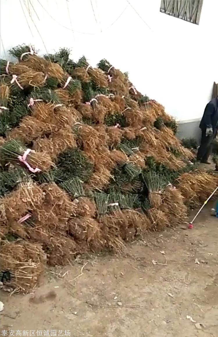 圍墻枸橘苗鐵籬笆樹苗適應(yīng)山區(qū)丘陵恒誠苗木