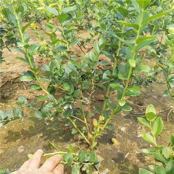 那里恐龙蛋李子苗