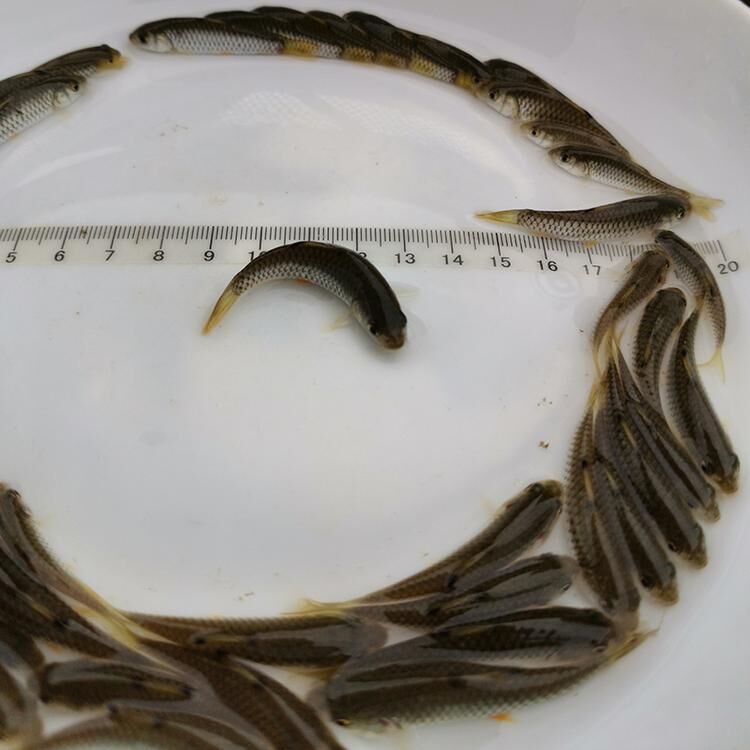 1,青竹鱼中除含有丰富蛋白质,脂肪外,还含丰富的