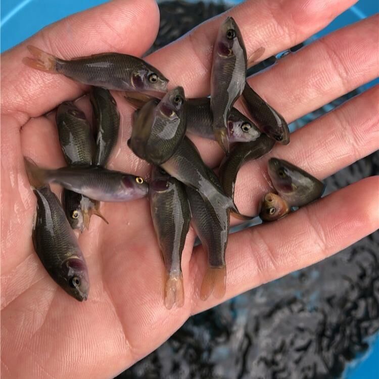 禾花鱼苗 豪情鱼苗批发 生态养殖禾花鲤鱼苗 全国发货