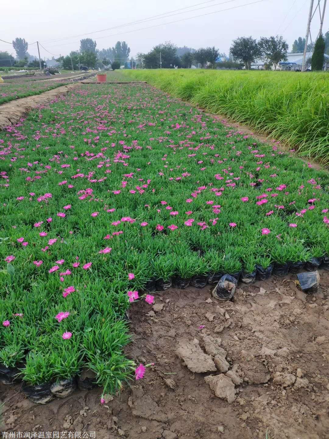 生长于干燥的地方,草地和开阔林地欧石竹,山东欧石竹