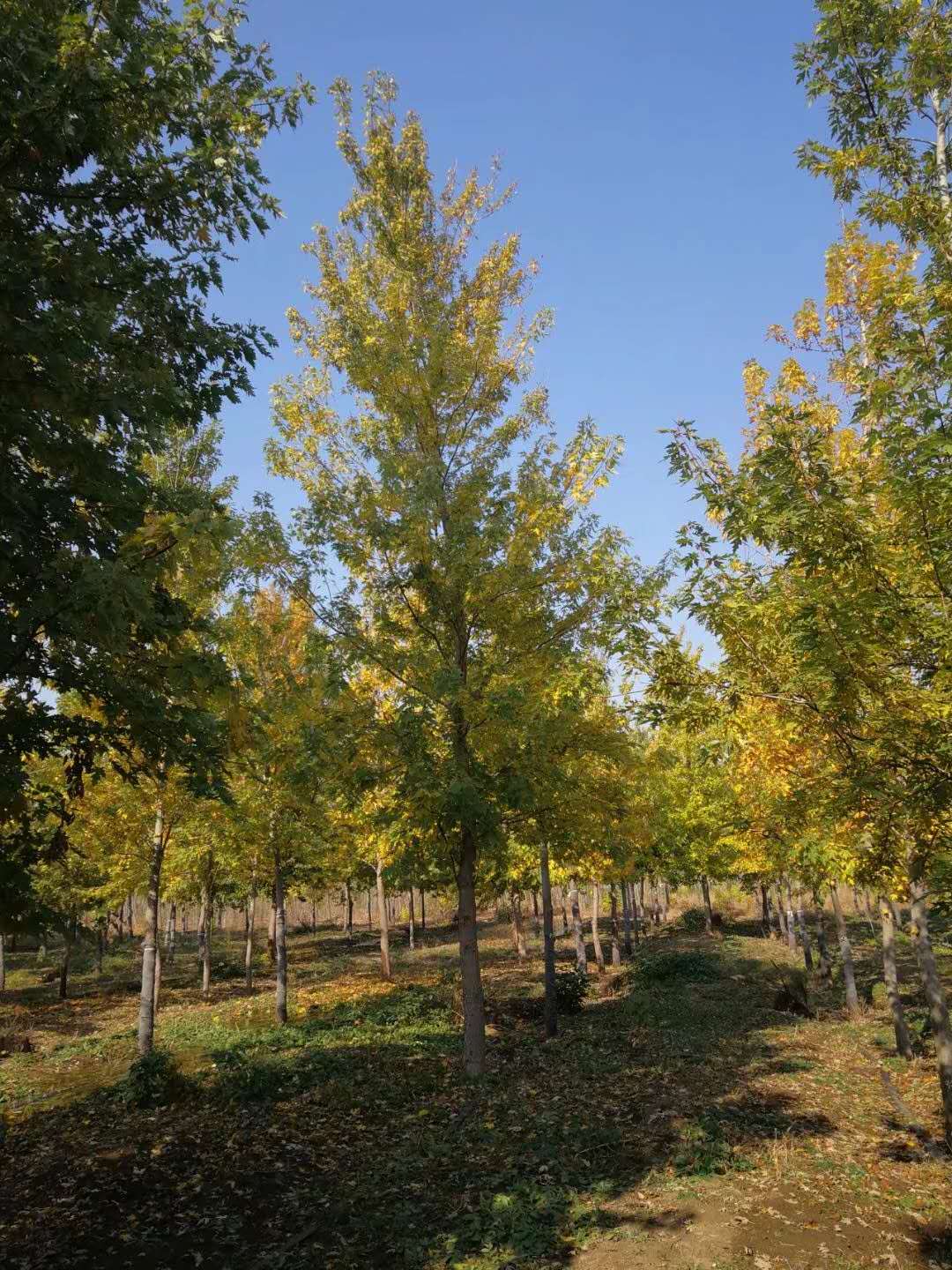 银白槭,银白槭树小苗,银白槭胸径米径地径1公分-30厘米价格表