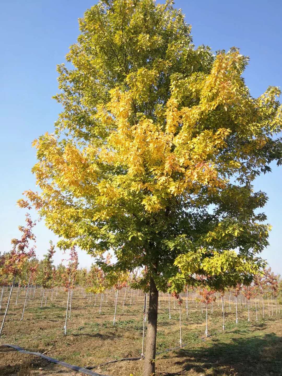 银白槭银白槭在哪里有银白槭小苗供应基地