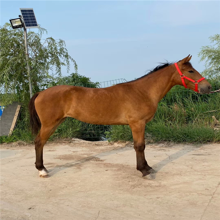 山东万顺牧业有限公司 产品展厅 >活马养殖场活体真